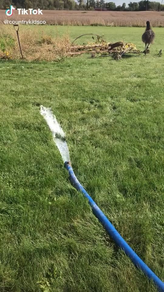 Kevin vs. The water hose