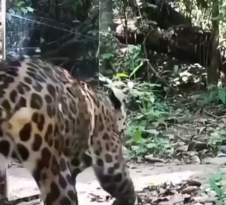 Wild animals reacting to a mirror
