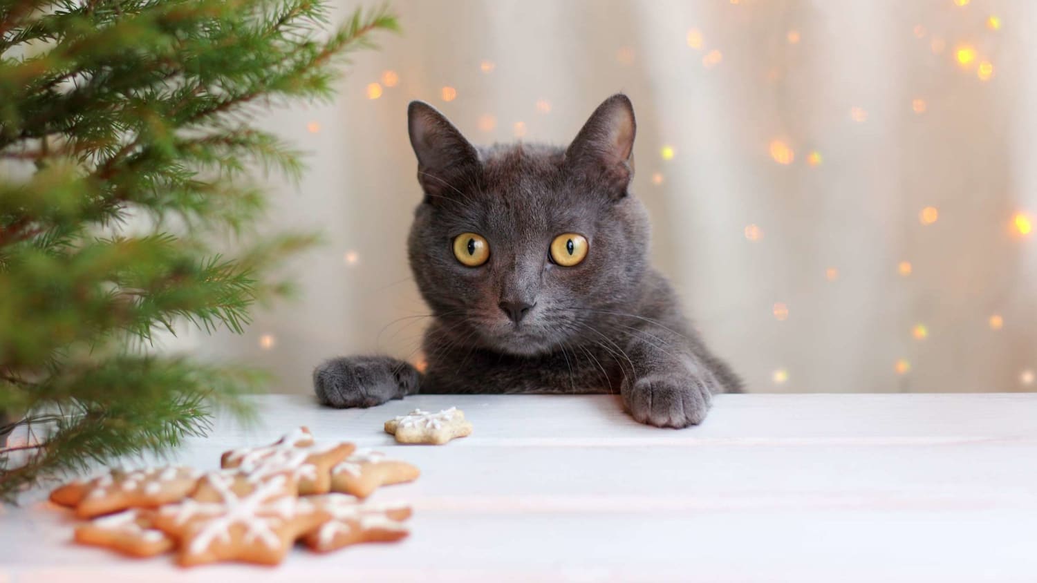 Trader Joe's Is Selling an Advent Calendar for Cats