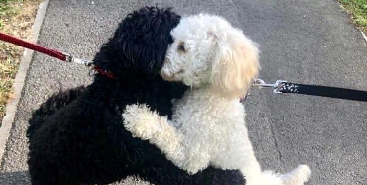 Two puppies from the same litter hug after being reunited on a walk