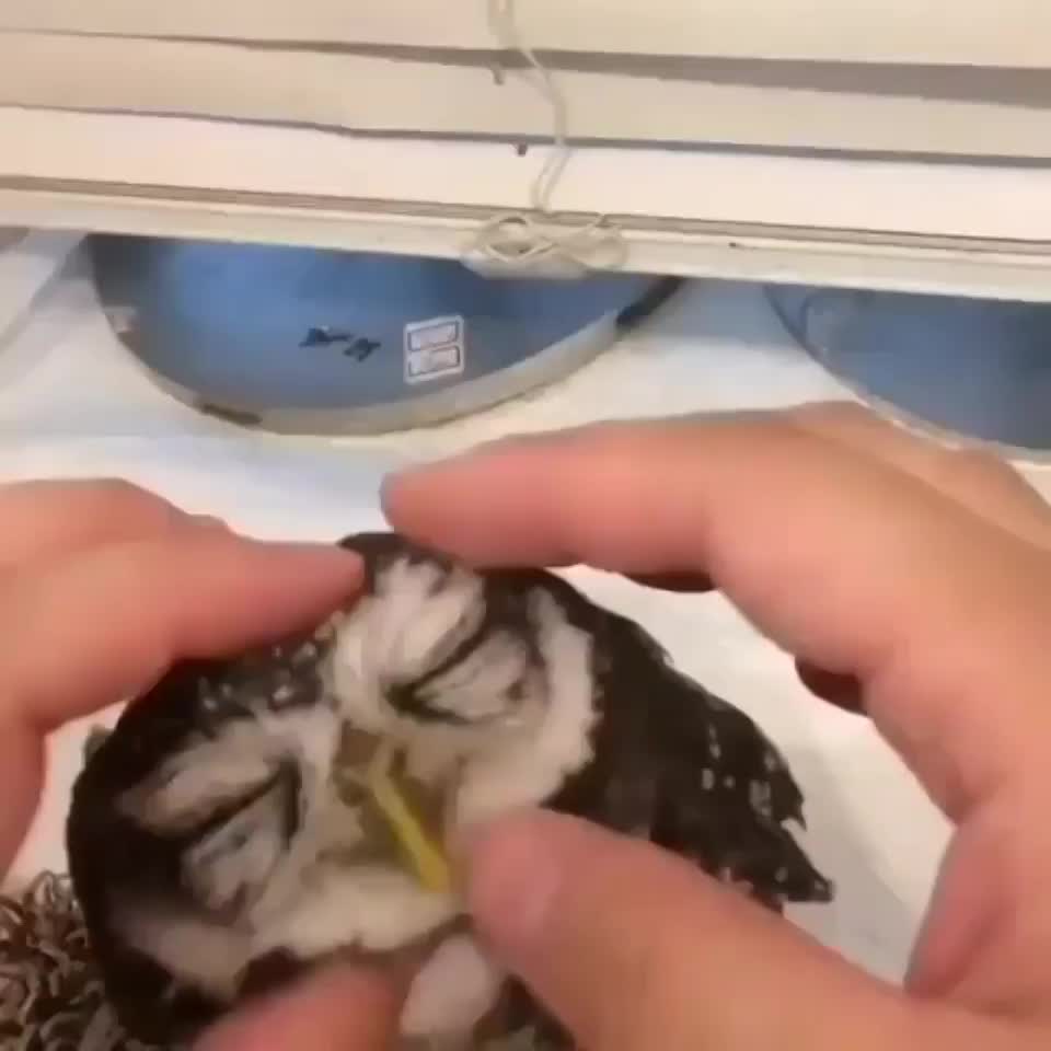 Owl loves the scratches