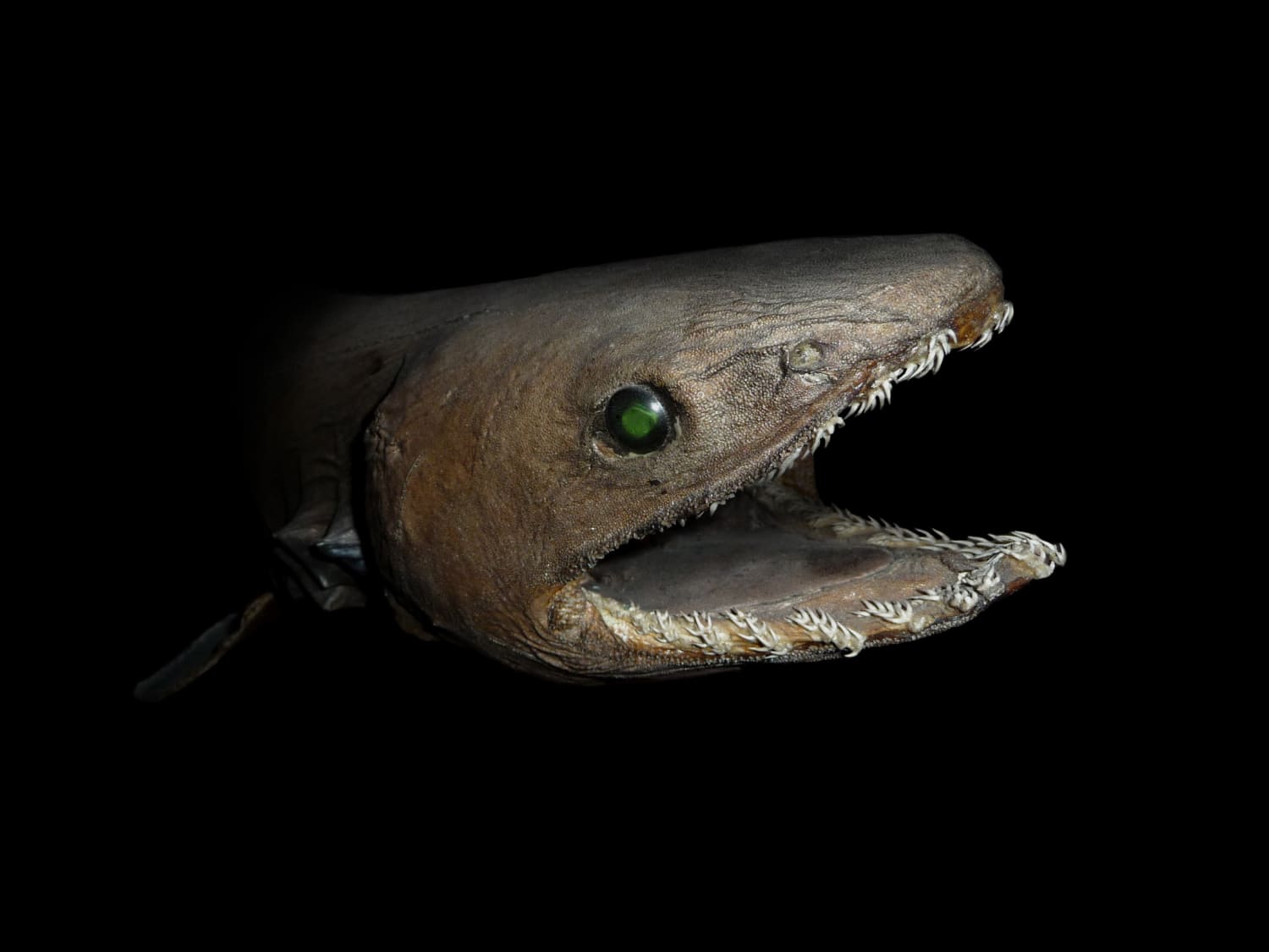 Yes, the frilled shark is really freaky. But there are other 'living fossils' that are just as weird.