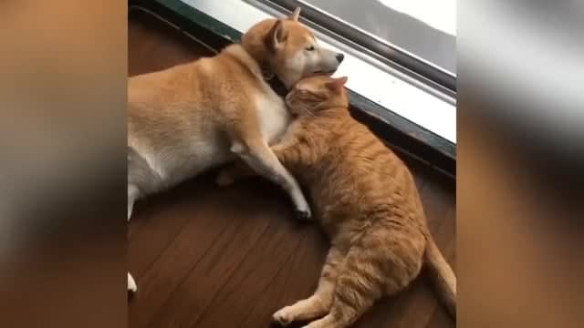 Ginger Cat And Shiba Inu Love To Cuddle Each Other