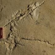 History of Human Evolution Is Wrong By The Discovery Of 5.7 Million Yr-Old Footprints Fossil
