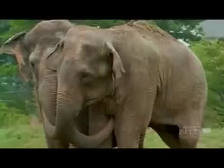 Two Elephants Reunited after over 20 years apart...Be still my beating heart...