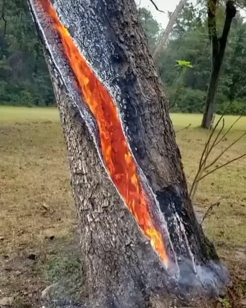 A tree on fire after a lightning strike