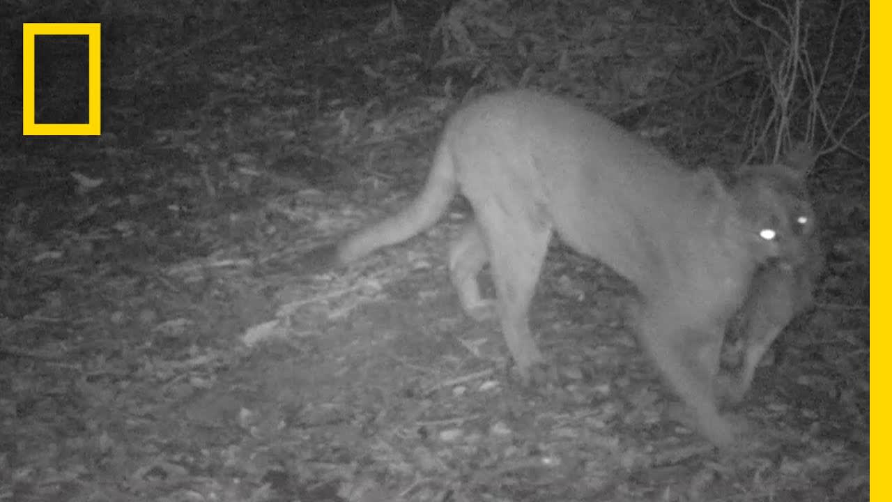 Mountain Lions Caught on Camera in San Francisco Bay Area | National Geographic