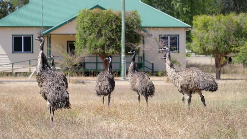 Council push to evict emus has WA town's human residents in a flap