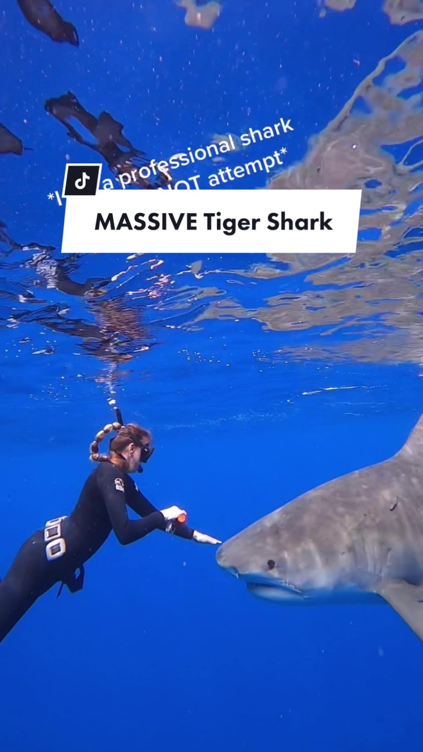 ocean shark tigershark thalassophobia sharkdiver deepwater 📷: eringggabrielle The thing that makes me feel the happiest on this earth is seeing this huge face approach me🦈 Most videos don’t truly demonstrate how large these sharks are so I was so excited to see this one be pretty accurate with sizing! *Please do not dive with sharks without a trained professional*