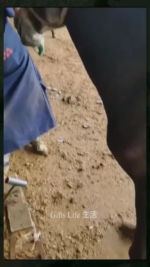 Horse having hoof care for the first time