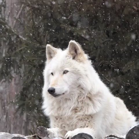 Peace begins with a howl