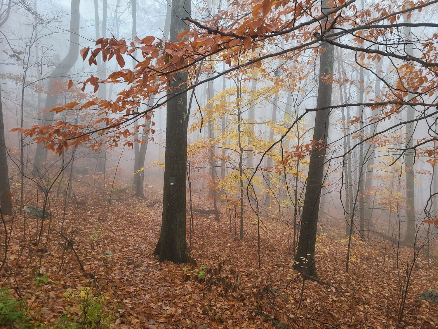 Foggy Fall on the Appalachian Trail (Western MA)