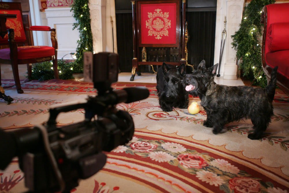 Now that Thanksgiving is over, who has started decorating for the holidays? Barney and Miss Beazley Participate in a Filming for Barney Cam in the Red Room of the White House, OTD in 2005