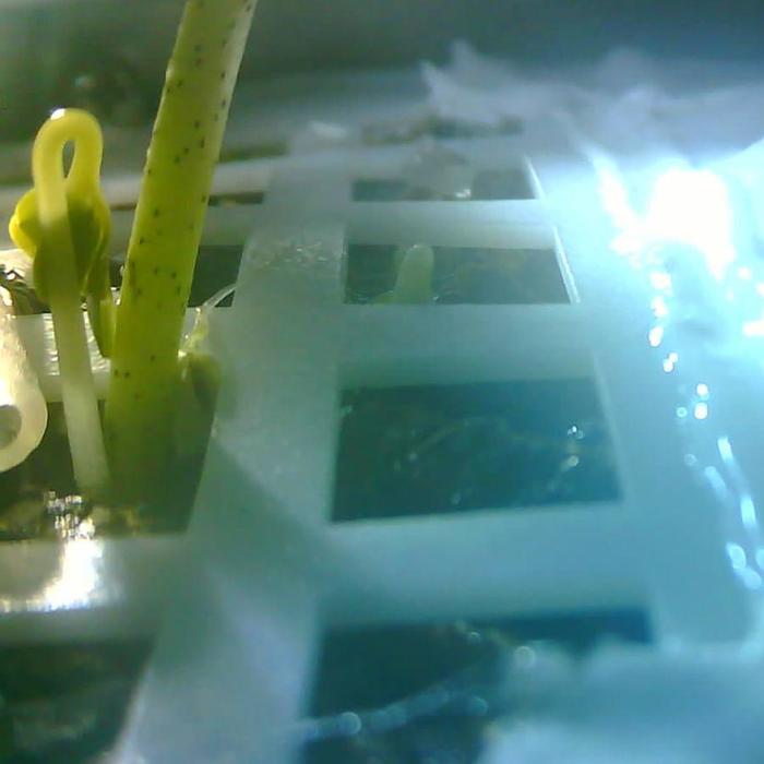 A Seed Has Sprouted on the Moon for the First Time [Update: It Died]