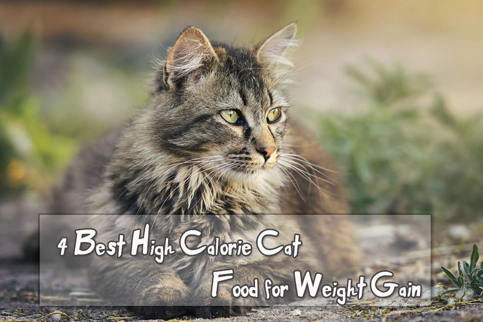4 Best High Calorie Cat Food for Weight Gain