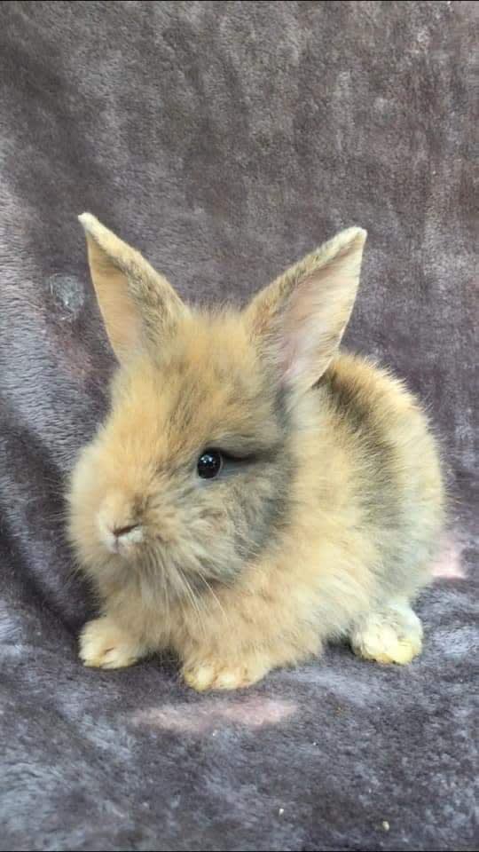 i got this lovely Bunny.. and i still dont know what to call her.. can you please help me choose a name for her..thanks