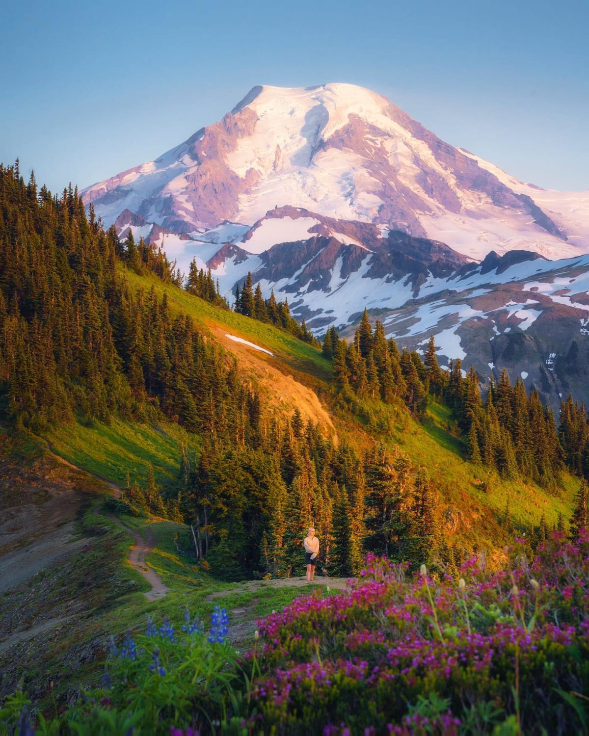 Mount Rainier seen from a trail of wildflowers, Washington.