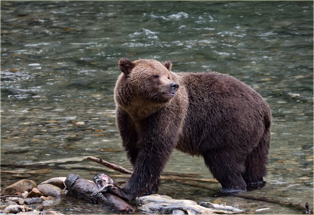 Quiz: Can You Tell Black Bears and Grizzlies Apart?