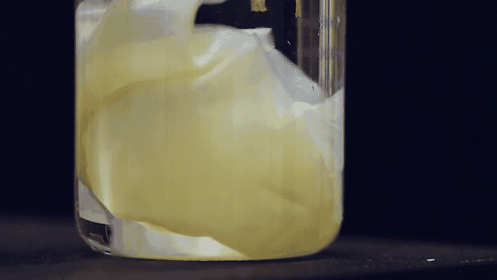 Scientists created a living material out of the symbiotic culture between the bacteria and yeast that create kombucha tea. 🍵✌️ It can be programmed to detect chemical pollutants or synthesise proteins in response to other stimuli. https://t.co/BH2a8jB9tl 📷 : Kertu Tenso