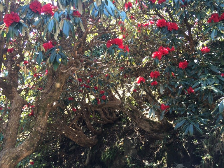 Triund Rhododendron Trek (Himachal) - Explore with Ecokats