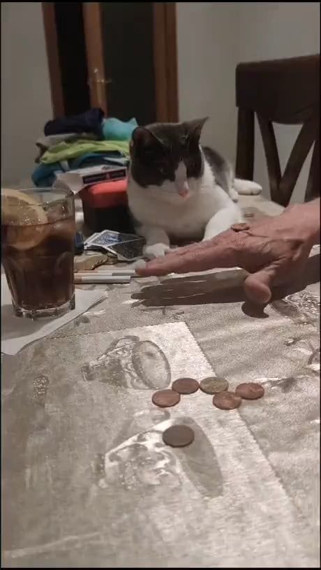Is this what they call cat reflexes?