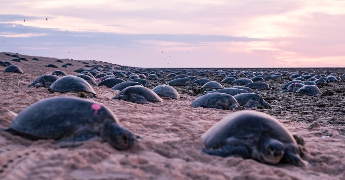 Massive Colony of Green Sea Turtles Migrating to Nesting Grounds Is Now Captured on Video
