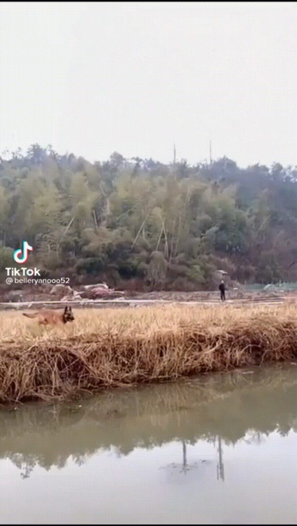 Belgian malinois jumps over the entire river.