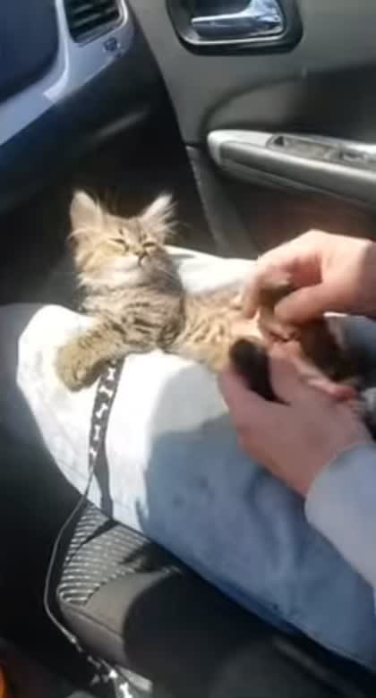 Kitten doesn’t enjoy having its feet tickled
