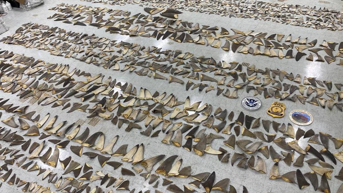 Wildlife Inspectors Seize 1,400 Pounds Of Shark Fins Worth Up To $1 Million