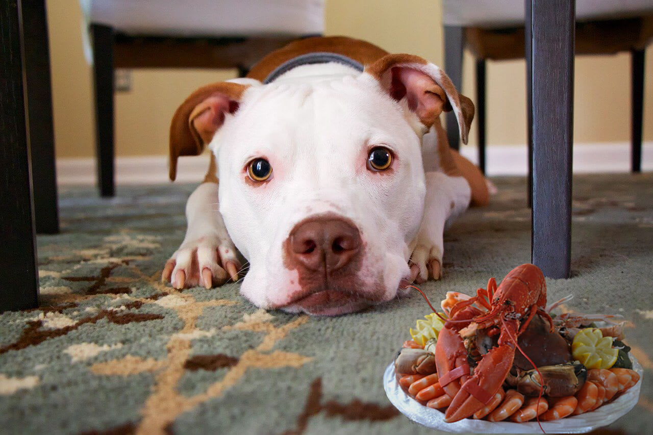 Can dogs eat shrimp? - Is shrimp good for your dog?-All you need to know