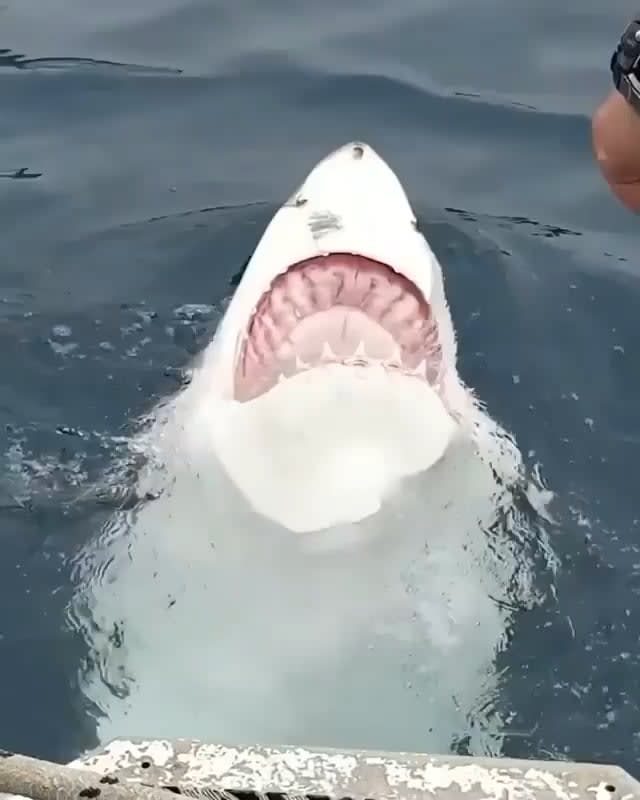Female shark swimming on her back