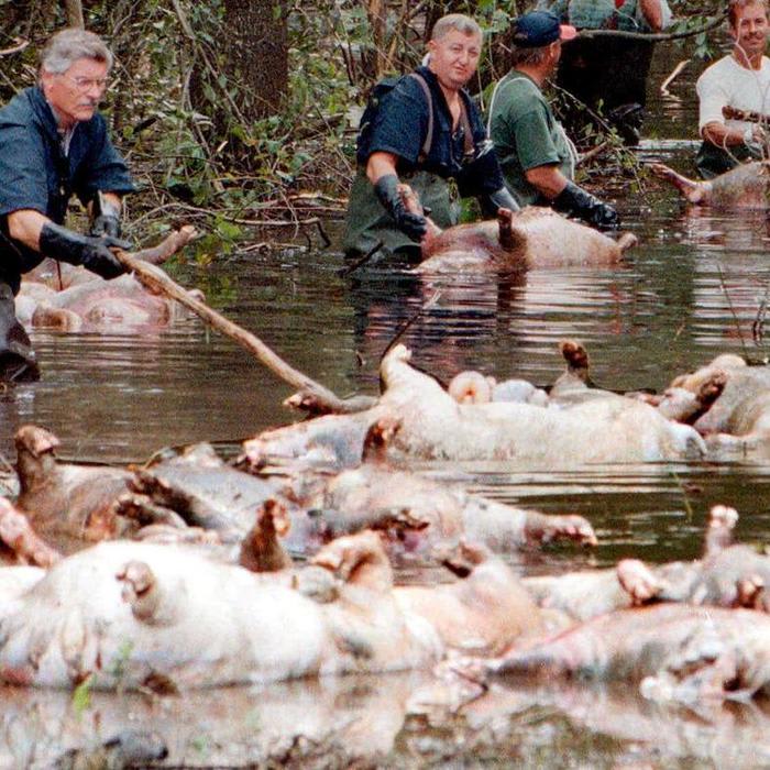 The farm animal death toll continues to rise in Hurricane Florence floods