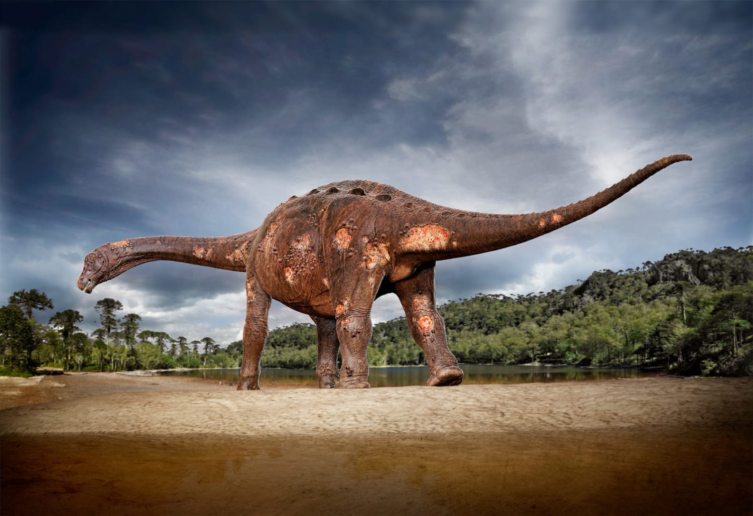 Reconstruction of a Titanosaur identified last November to have had parasites in its bones which would've caused osteomyelitis, an acute bone infection that can also lead to severe ulcerations