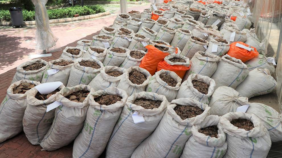 Nearly 13 tonnes of pangolin scales worth S$52 million seized in Singapore