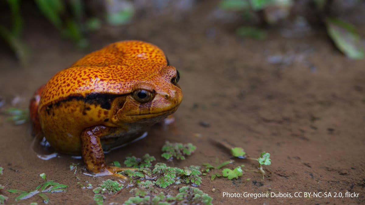 The Madagascar tomato frog is not ripe for the picking. While its bright coloring may look appetizing to some, it’s actually aposematic–a warning signal to predators: don’t touch! If bothered, this amphibian can secrete a sticky, mildly toxic glue-like goo.🍅🐸🍅