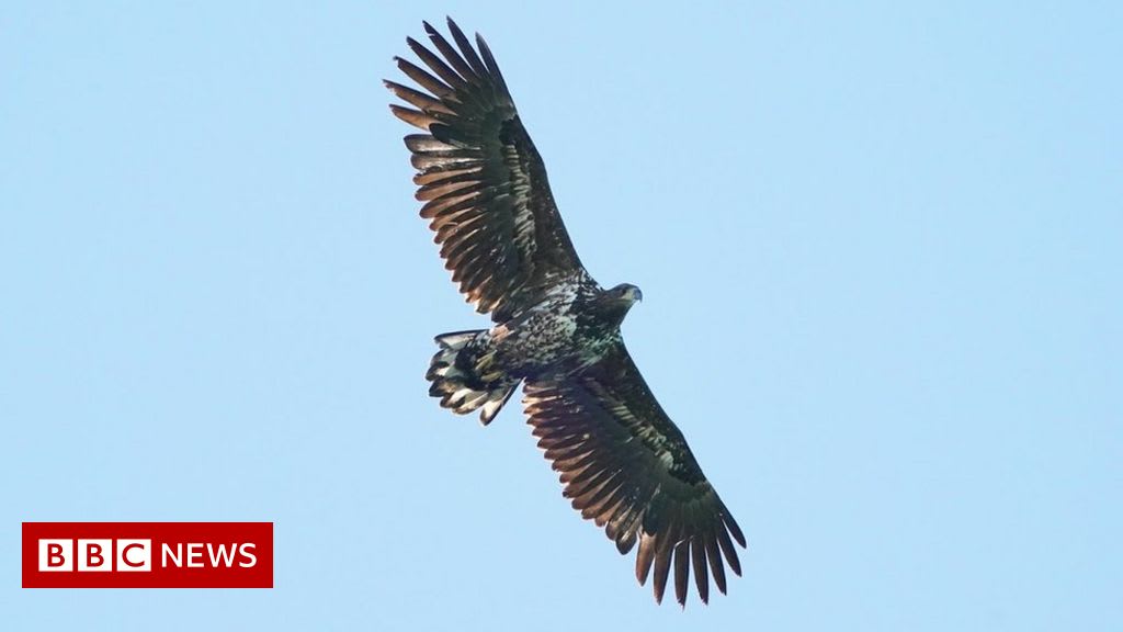 West Norfolk: Sea eagles set to return to second area in England