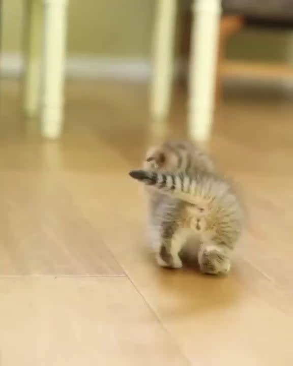 Tiny kitty for Mini World