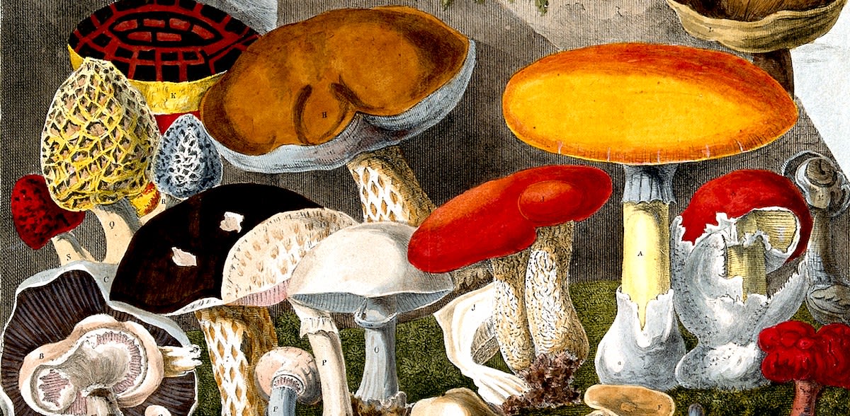 The Life-Changing Magic of Mushroom Hunting in Central Park