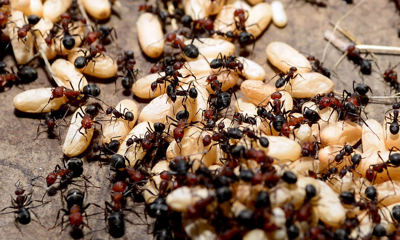 Ant Colonies Retain Memories That Outlast the Lifespans of Individuals