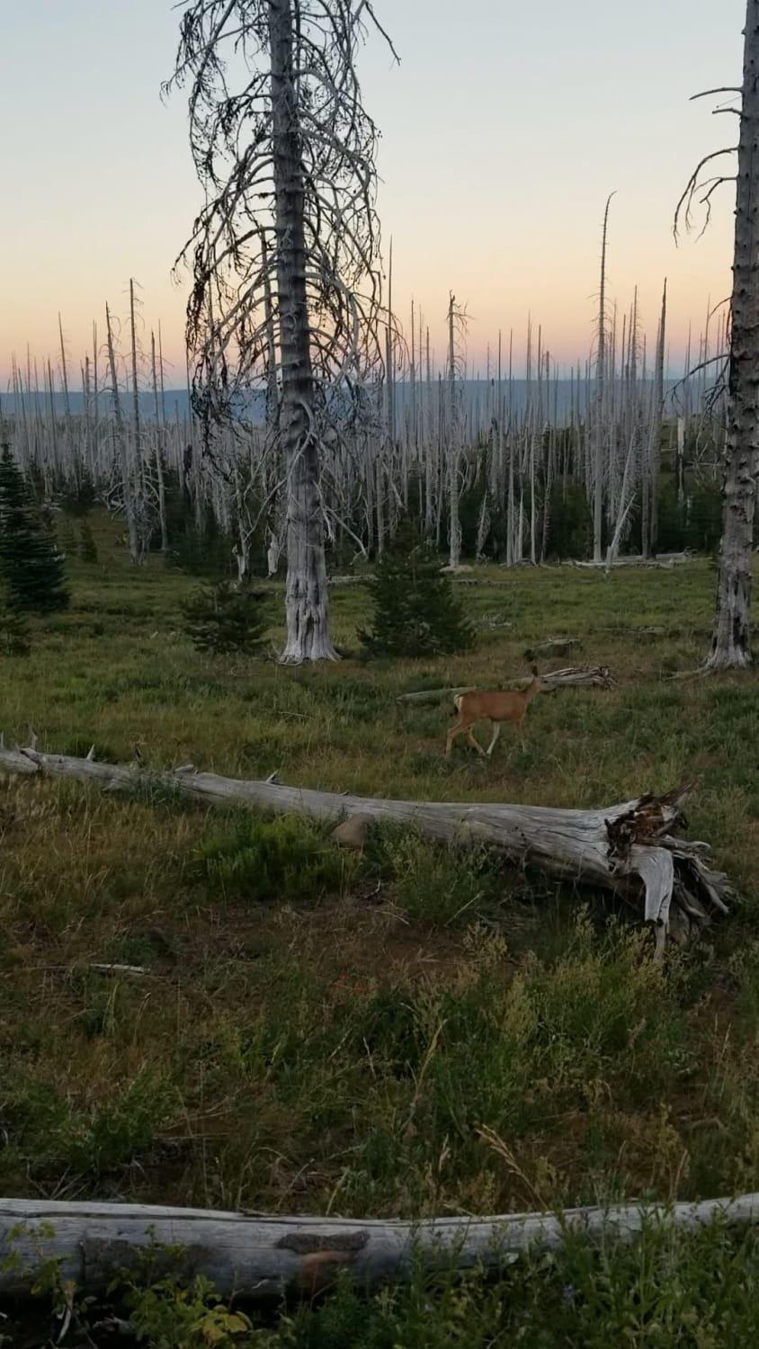 A minute of peace as the sun goes down in Oregon, USA. This was filmed backpacking in the Three Finger Jack Wilderness this summer.