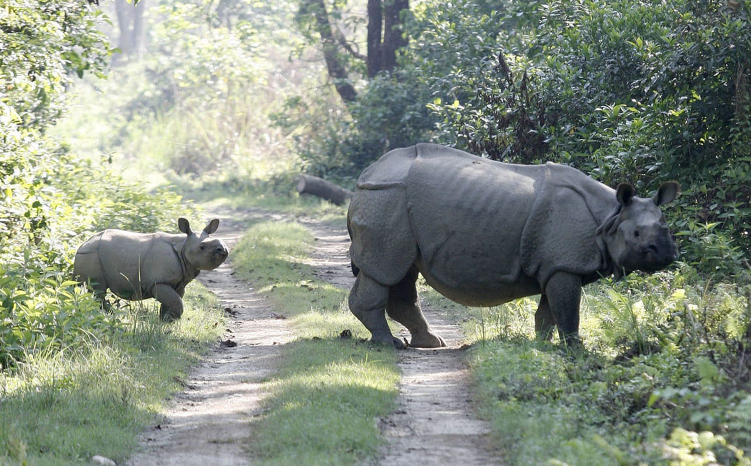 Female rhino and her calf found dead inside Chitwan National Park