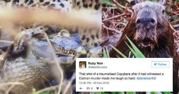 Stunned Capybara Instantly Becomes the Internet's Hilarious, Number One ...