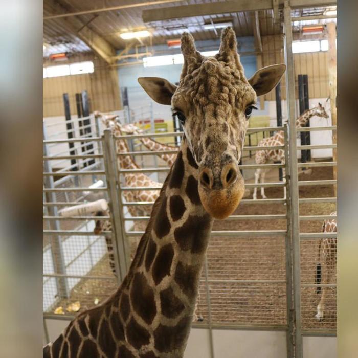 Beloved giraffe euthanized after long battle with joint disease: zoo