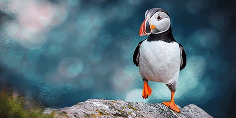 DYK: Atlantic puffins form monogamous bonds during mating season, and these bonds can remain consistent from year to year! Show your love by symbolically adopting a puffin for your special someone this ValentinesDay: https://t.co/4gvMfNteIs 💙
