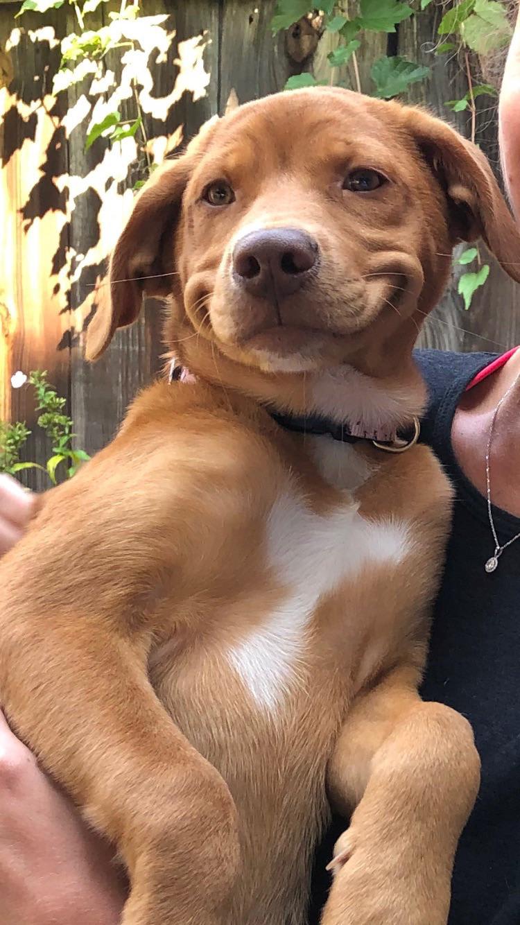 My friend’s new puppy who smiles. Please caption this for her, she doesn’t know how to meme