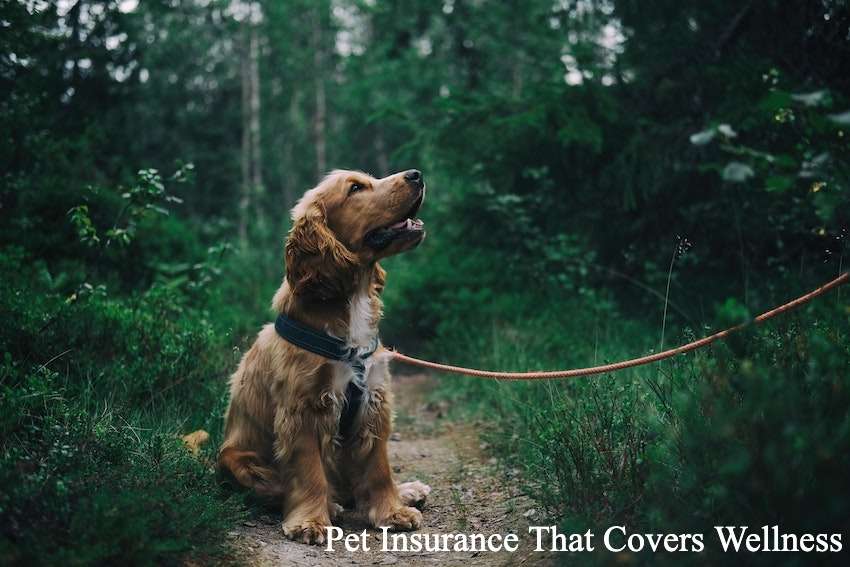 10 Pet Insurance That Covers Wellness