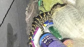 'Anything else?': Florida woman pulls alligator from yoga pants during traffic stop