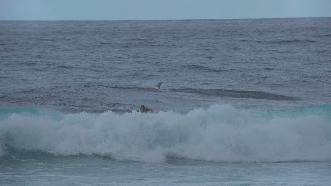Surfers See Shark and Make For Shore || ViralHog
