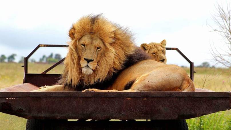 Pride Of Lions Butchered In South Africa For Use In Black Magic Potions