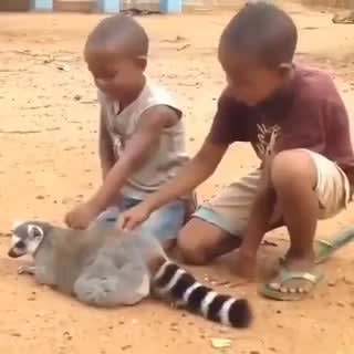 Lemur asks for back scratch